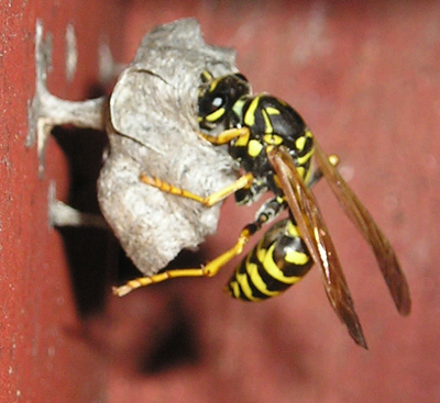 wasp mascot